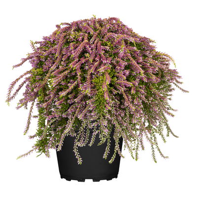 Calluna hängend, rosa, grünlaubig, Topf-Ø 12 cm, 3 Pflanzen Calluna hängend, rosa, grünlaubig, Topf-Ø 12 cm, 3 Pflanzen