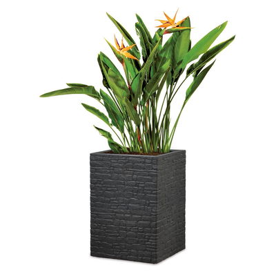 Scheurich Pflanzgefäß 'Muretto High', steinschwarz, ca. 38 x 38 x H 54 cm