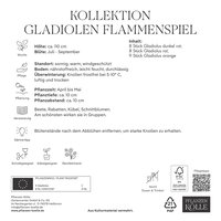 Kölles Beste Kollektion Gladiolen Flammenspiel, rot & orange, 25 Blumenzwiebeln