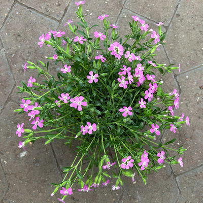 Polster-Seifenkraut 'Bressingham Pink', rosa, Topf-Ø 12 cm, 3 Pflanzen