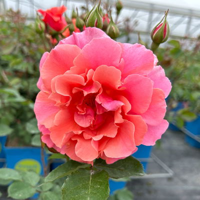 Duftende Kletterrose 'Alibaba®' (Synonym Bad Homburg), lachsrosa, Topf 5 Liter Duftende Kletterrose 'Alibaba®' (Synonym Bad Homburg), lachsrosa, Topf 5 Liter