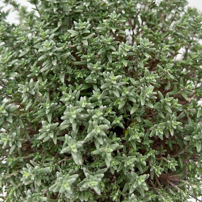 Sunny Herbs® Thymian 'Faustini', blassviolett, Topf-Ø 14 cm, 6 Pflanzen