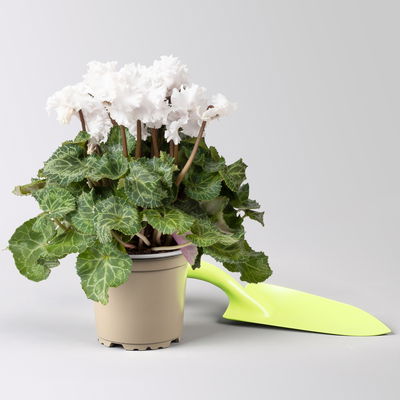 Alpenveilchen 'Merengue Mix' Farben zufällig, Topf-Ø 10,5 cm, 8 Pflanzen Alpenveilchen 'Merengue Mix' Farben zufällig, Topf-Ø 10,5 cm, 8 Pflanzen