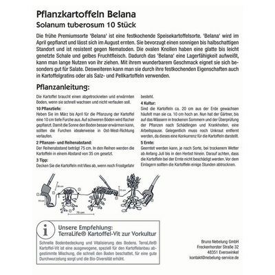 Pflanzkartoffel Pflanzkartoffel