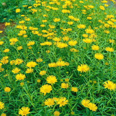 Bio Ochsenauge, gelb, Topf 11x11 cm, 3 Pflanzen