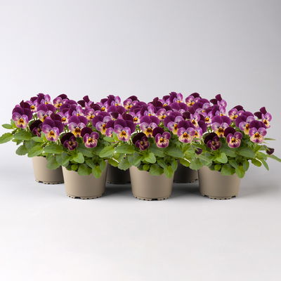 Hornveilchen 'Raspberry Joker' lila-gelb, Topf-Ø 13 cm, 6 Pflanzen
