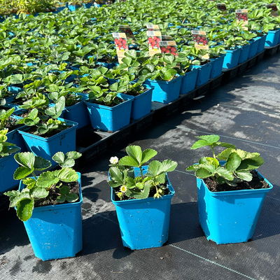 Bio Hummi® Erdbeere 'Gento', zweimaltragend, Topf 11x11cm, 3 Pflanzen