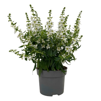 Angelonia weiß, Topf-Ø 12 cm, 6er-Set