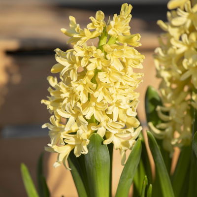 Hyazinthe, gelb, vorgetrieben, Topf-Ø 23 cm