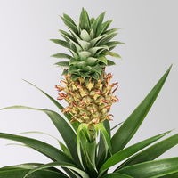 Zier-Ananas 'Amigo', Topf-Ø 12 cm, Höhe ca. 45 cm, 2 Pflanzen
