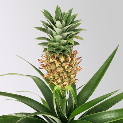 Zier-Ananas 'Amigo', Topf-Ø 12 cm, Höhe ca. 45 cm, 2 Pflanzen