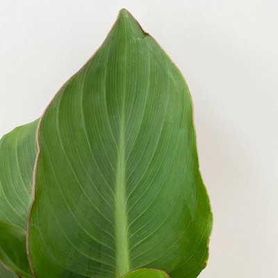 Canna 'Cannova®', rot, Topf-Ø 17 cm, 2 Pflanzen