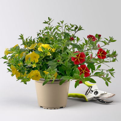 Zauberglöckchen 'Duo', rot & gelb, Topf-Ø 14 cm, 4 Pflanzen