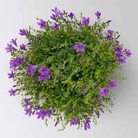 Campanula 'Ambella® Purple' lila, Topf-Ø 12 cm, 3er-Set