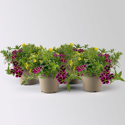 Zauberglöckchen 'Duo', pink & gelb, Topf-Ø 14 cm, 4 Pflanzen