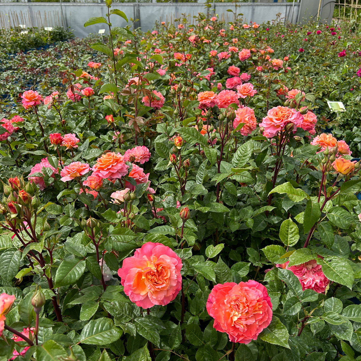 Duftende Edelrose 'Augusta Luise®', rose - aprikot, Topf 5 Liter