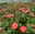 Duftende Edelrose 'Augusta Luise®', rose - aprikot, Topf 5 Liter
