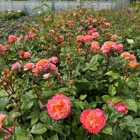 Duftende Edelrose 'Augusta Luise®', rose - aprikot, Topf 5 Liter