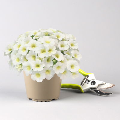 Zauberglöckchen 'Frosty Lemon', weiß-gelb, Topf-Ø 13 cm, 6 Pflanzen