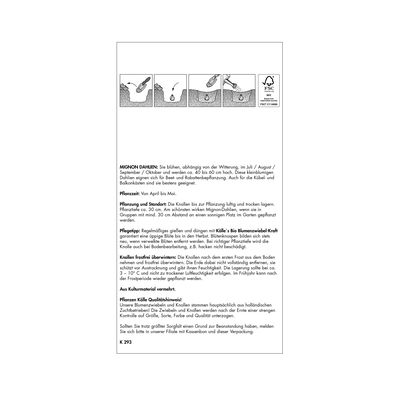 XXL Mignon Dahlien Happy Single, üppig, 3 Blumenknollen