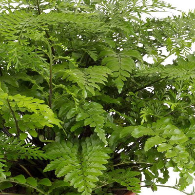 Asplenium 'Parvati', Topf-Ø 23 cm, Höhe ca. 50 cm Asplenium 'Parvati', Topf-Ø 23 cm, Höhe ca. 50 cm