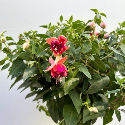 Fuchsie, Stamm, Farbe zufällig, Topf-Ø 23 cm Fuchsie, Stamm, Farbe zufällig, Topf-Ø 23 cm