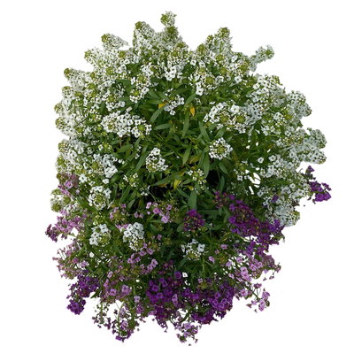 Lobularia 'Trio', Topf-Ø 12 cm, 6er-Set Lobularia 'Trio', Topf-Ø 12 cm, 6er-Set
