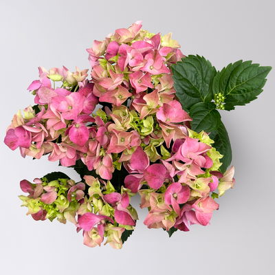 Hortensie rosa, mind. 3 Dolden, Topf-Ø 10 cm, Höhe ca. 20 cm, 3 Pflanzen Hortensie rosa, mind. 3 Dolden, Topf-Ø 10 cm, Höhe ca. 20 cm, 3 Pflanzen