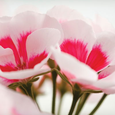 Geranie weiß-rosa, stehend, Topf-Ø 13 cm, 6 Pflanzen