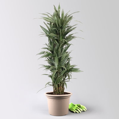 Drachenbaum 'Warneckii', grün-weiß, Topf-Ø 30 cm, Höhe ca. 150 cm