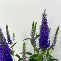 Pflanzenkreation Blütengeflüster, 5 Pflanzen inkl. Erde und Dünger