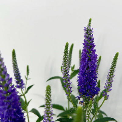 Pflanzenkreation Blütengeflüster, 5 Pflanzen inkl. Erde und Dünger