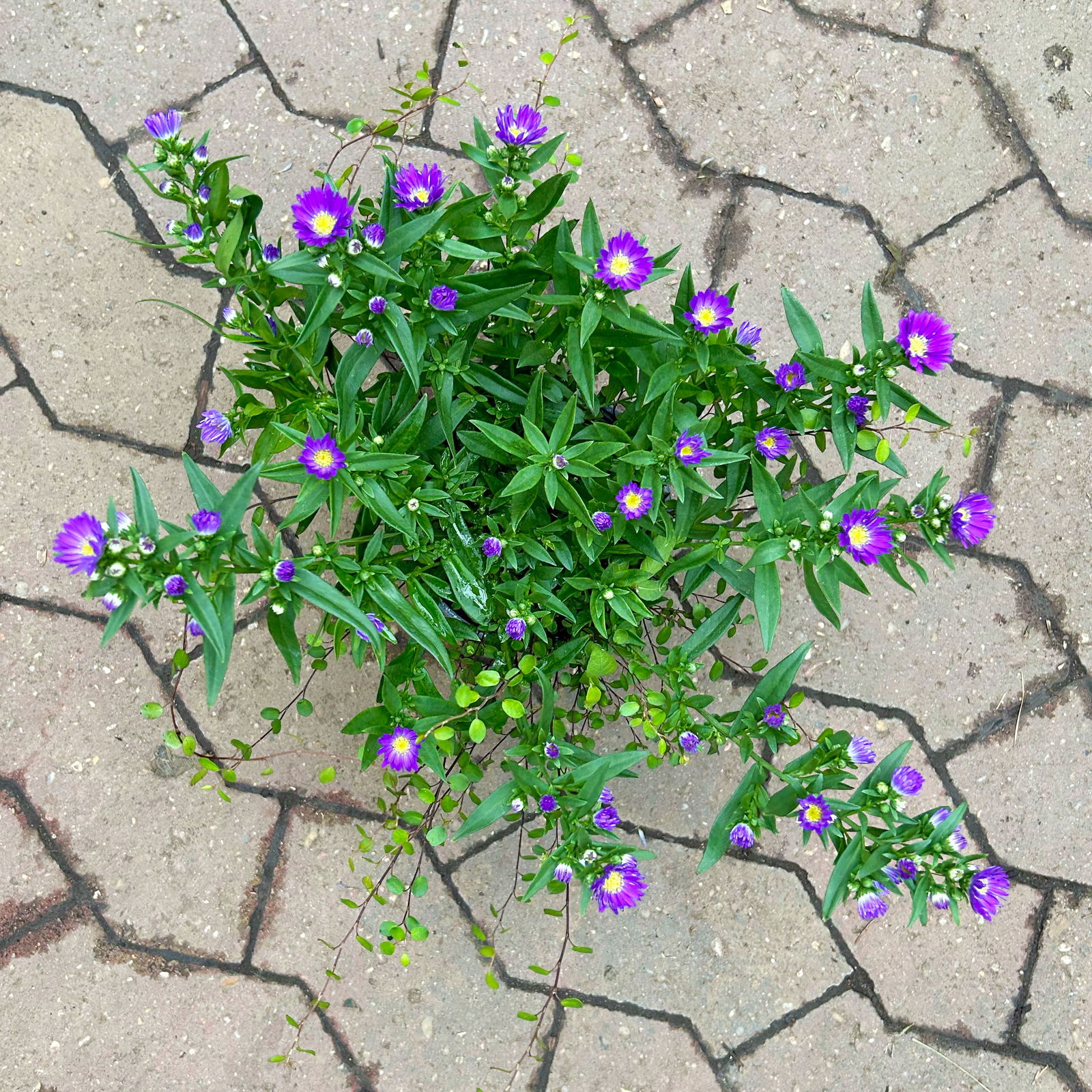 Aster & Mühlenbeckia, 3er-Set, blau gefüllt, Topf 12/13 cm Ø