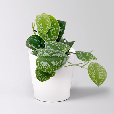 Grünpflanzenkreation 'Pflanzen-WG', Topf-Ø 12cm, inkl. Übertopf weiß, 4 Pflanzen