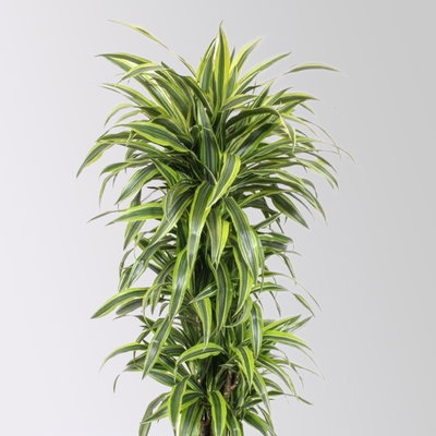 Drachenbaum 'Lemon Lime', Topf-Ø 30 cm, Höhe ca. 150 cm