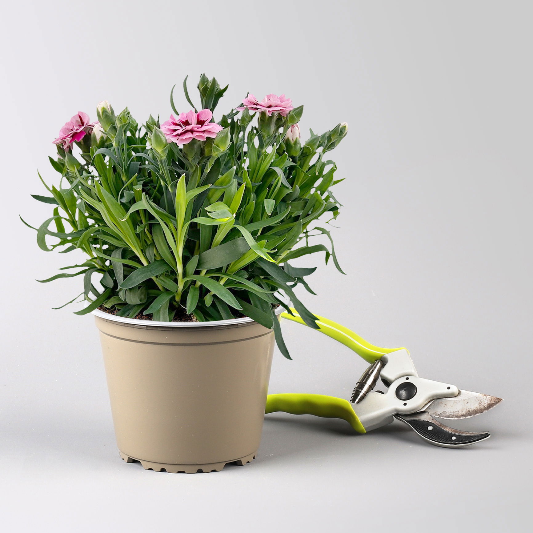 Nelke 'Oscar®', Farbe zufällig, TopfØ 14 cm, 4 Pflanzen kaufen