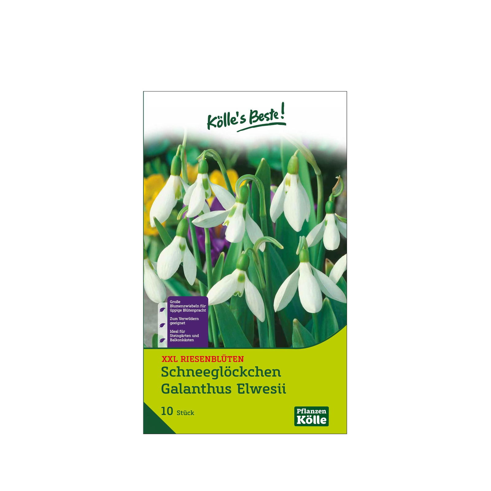 XXL Schneeglöckchen (Galanthus Elwesii) weiß, 10 Blumenzwiebeln