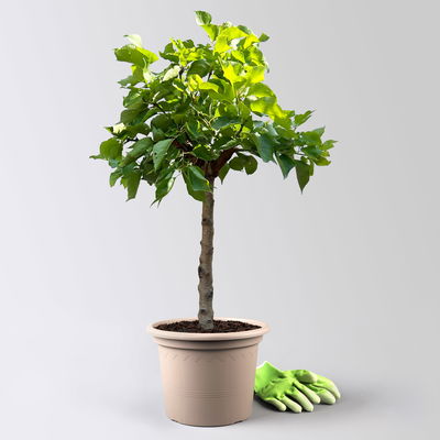 Kölle Bio Zwergaprikose 'Aprigold'®, Topf 7,5 Liter