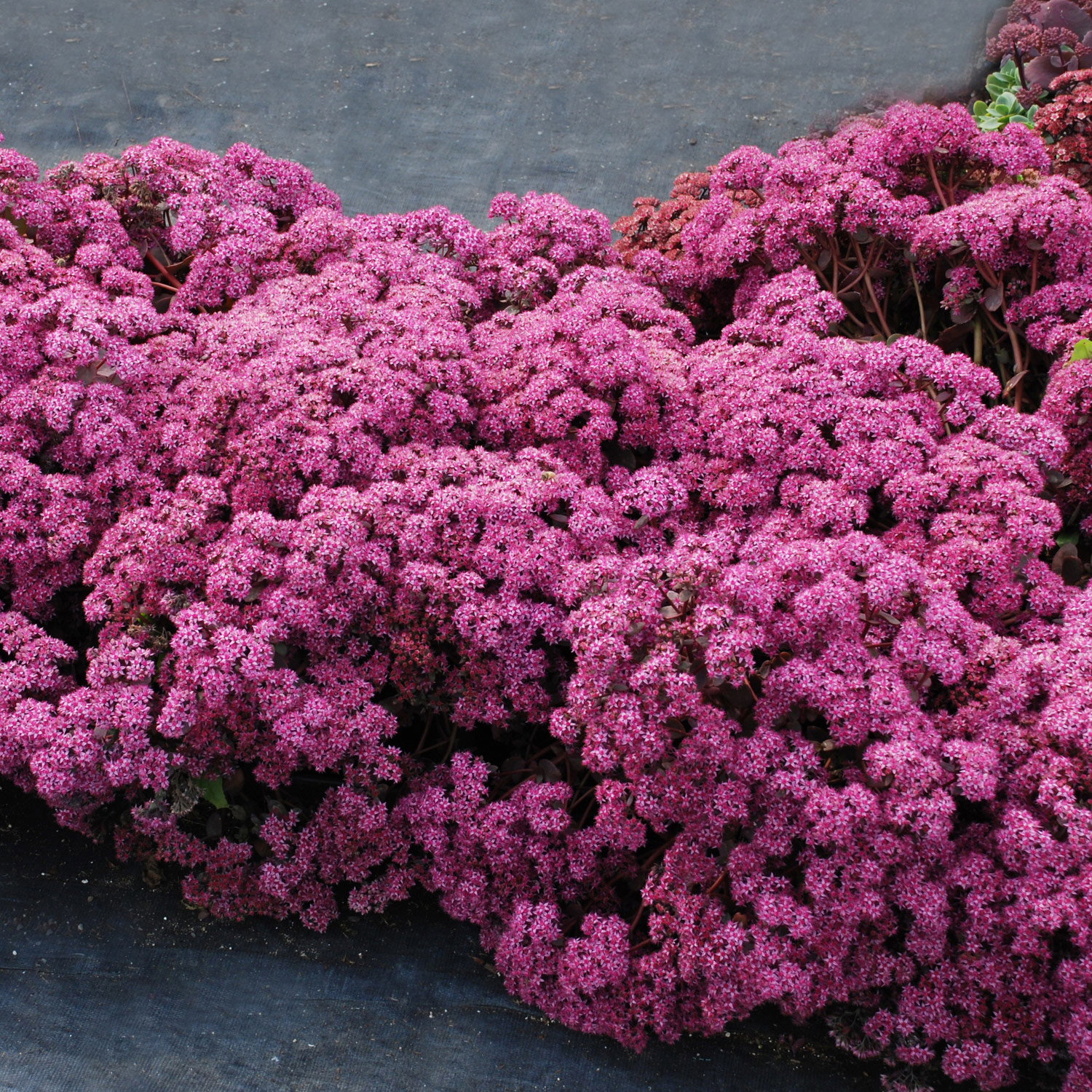 Fetthenne rosa-pink, Topf Ø 12 cm, 3 Pflanzen