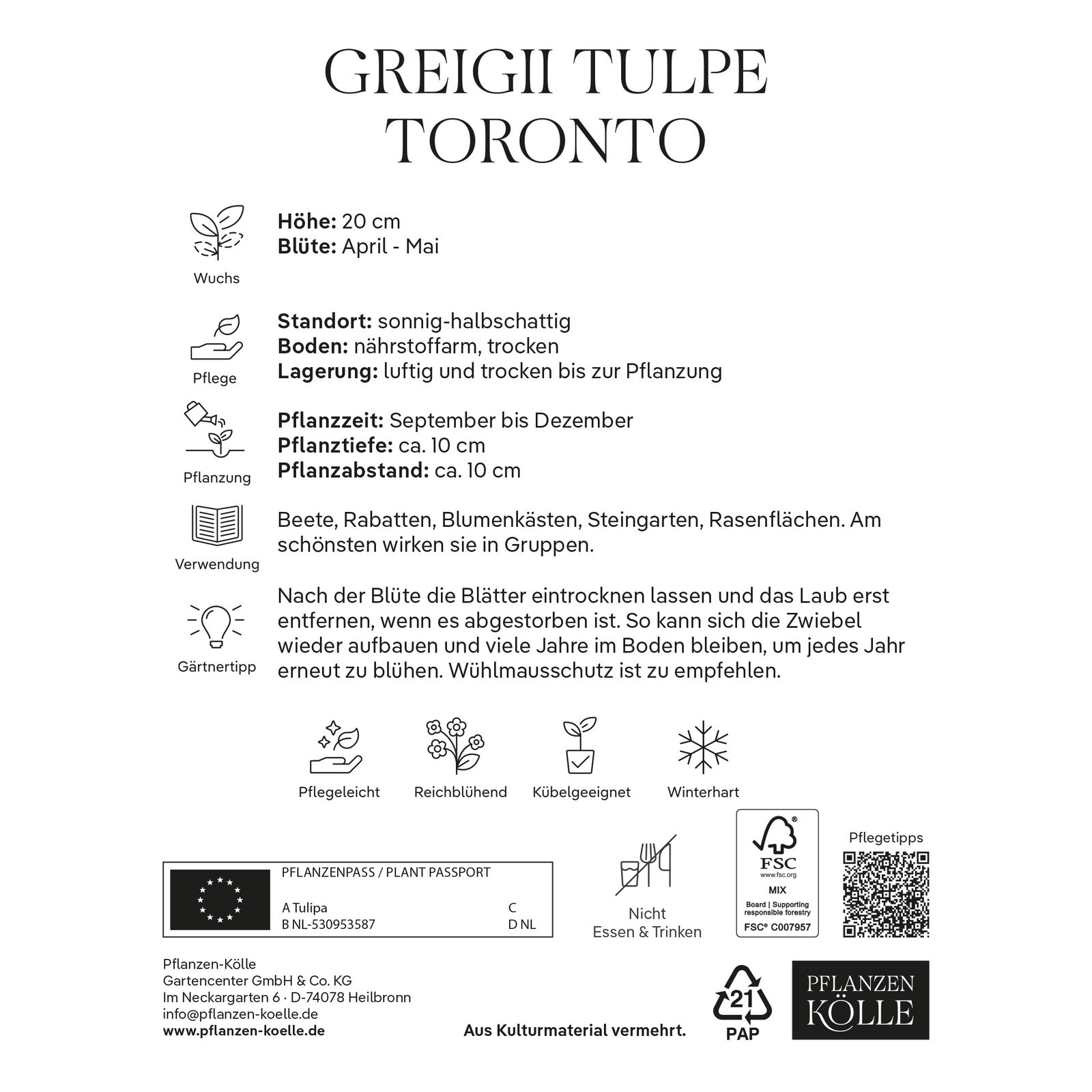 Greigii Tulpen Toronto rosa, 7 Blumenzwiebeln