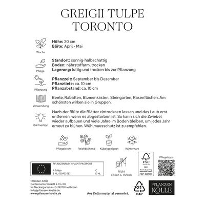 Greigii Tulpen Toronto rosa, 7 Blumenzwiebeln