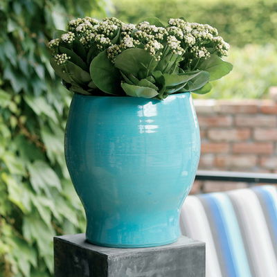 Flammendes Käthchen, Kalanchoe blossfeldiana 'Calandiva', weiß, Gesamthöhe ca. 26 cm Flammendes Käthchen, Kalanchoe blossfeldiana 'Calandiva', weiß, Gesamthöhe ca. 26 cm