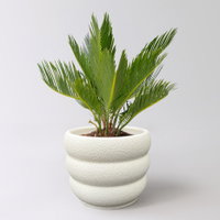 Palmfarn in Übertopf Byron, Topf-Ø 12 cm, Höhe ca. 50 cm Palmfarn in Übertopf Byron, Topf-Ø 12 cm, Höhe ca. 50 cm