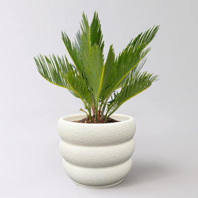 Palmfarn in Übertopf Byron, Topf-Ø 12 cm, Höhe ca. 50 cm Palmfarn in Übertopf Byron, Topf-Ø 12 cm, Höhe ca. 50 cm