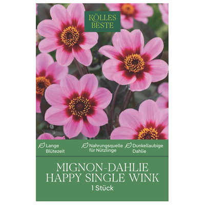 Kölles Beste Mignon-Dahlie Happy Single Wink, rosa, 1 Blumenknolle