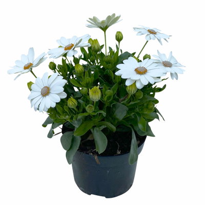 Kapkörbchen creme, Topf-Ø 12 cm, 6er-Set