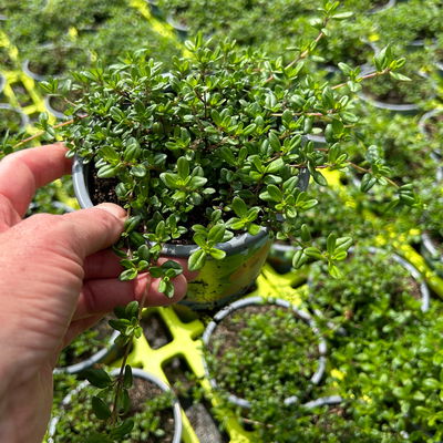 Bio Kaskadenthymian, Topf-Ø 12 cm