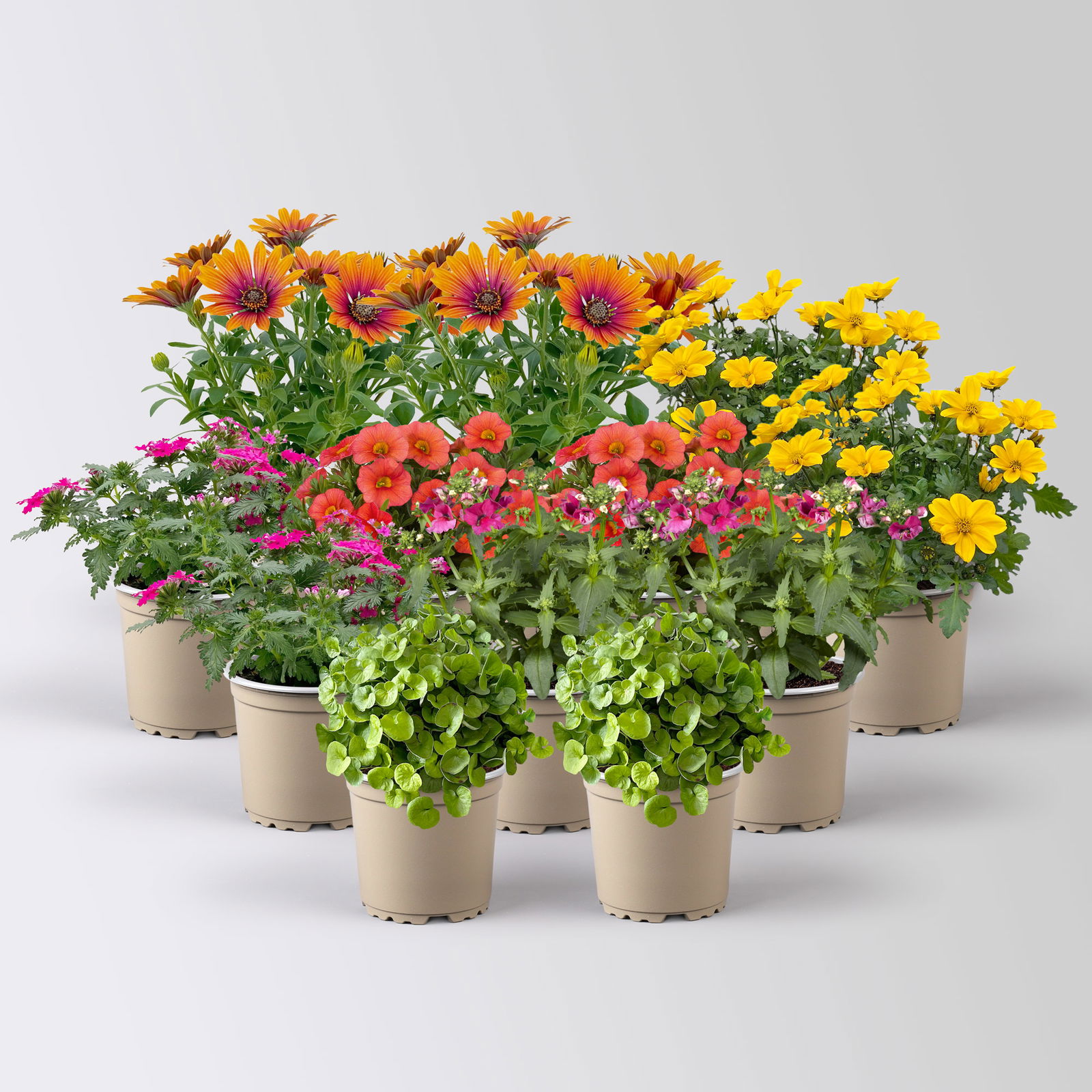 Pflanzenkreation 'Tequila Sunrise', 12 Pflanzen