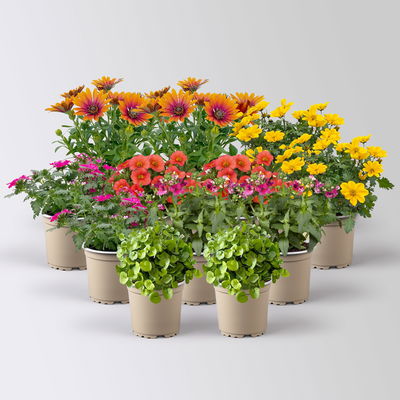 Pflanzenkreation 'Tequila Sunrise', 12 Pflanzen