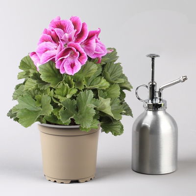 Edelgeranie Bella Donna® 'Don Mario®', lila, Topf-Ø 12 cm, 6 Pflanzen